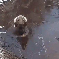 GIF_ I also want to swim with such a pond.gif