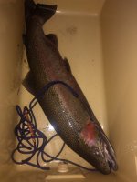 IMG_20200309_182653951.jpg
