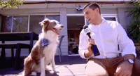 dog.gif
