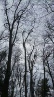 imagejpeg_0(91).jpg