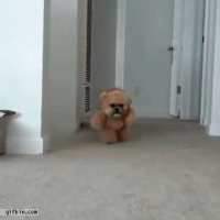 giphy (43).gif