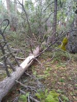 IMG_20200420_182127067.jpg