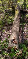 IMG_20200421_134250662.jpg