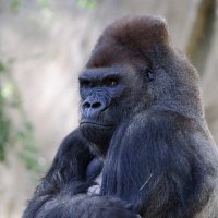 grumpy gorilla2.jpg