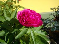DSC02204.JPG