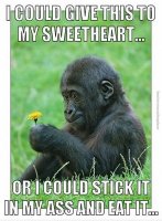 funny-pics-monkey-problems-flower-in-the-ass.jpg