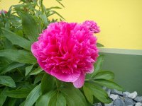 DSC02244.JPG