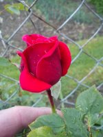 DSC02270.JPG