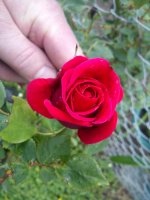 DSC02271.JPG