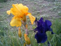 DSC02340.JPG