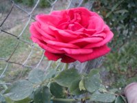 DSC02342.JPG