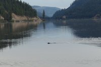beaver.jpg