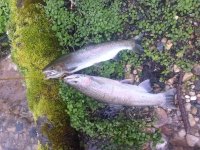 IMG_20200518_200903202.jpg