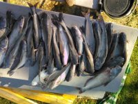 IMG_20190927_163615.jpg