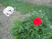 DSC02476.JPG
