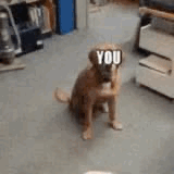 0D194714-BB10-4A25-8A99-F31843F20441.gif