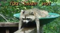 too-damn-hot.jpeg