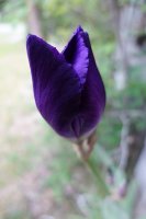 iris.jpg
