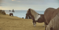 this-horse-is-a-better-dancer-than-you.gif