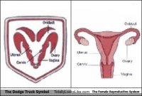 the-dodge-truck-symbol-totally-looks-like-the-female-reproductive-system.jpeg