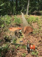 AnotherOakSnag.jpeg