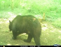 Clark County Bear A.jpg