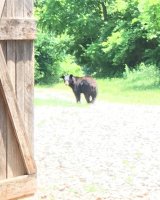 Clark County Bear B.jpg