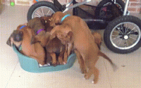 daily_gifdump_3352_15.gif