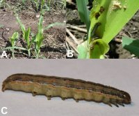 Armyworm-springborn.jpg