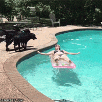 dog-pounces-on-woman-in-the-pool.gif