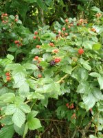 IMG_20200704_075305.jpg