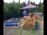 image.jpeg image.jpeg