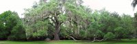 Fairchild Oak.jpg