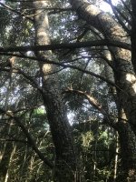 146E90DE-AB37-49DA-AEEC-E2786C7C70B9.jpeg