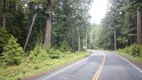 lake crescent fir trees 011.JPG