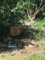 OakSnag - 3.jpeg