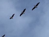 558EADE4-981C-4264-BB2D-632996590E07.jpeg