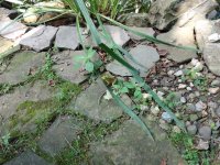 IMG_20200808_162100549.jpg
