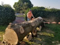 Edwin cutting on trunk.jpg