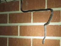 Rat snake wall 1.JPG
