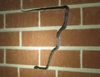 Rat snake wall 2.JPG