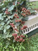 4979DA42-173D-4498-AA74-5E2860DF37FD.jpeg
