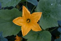 squash.jpg