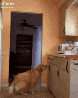 daily_gifdump_3398_21.gif
