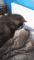 tenor (1).gif