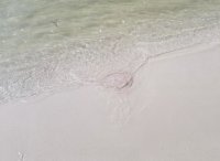 CA5EC07A-7378-448B-852A-CA5C349C10A9.jpeg