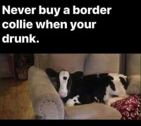 border collie.jpg