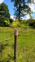 WP_20160606_15_11_44_Pro.jpg WP_20160606_15_11_44_Pro.jpg