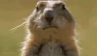 CC8B6A11-13CB-4CD3-A092-6C5FA15C6A8A.gif