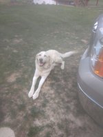 IMG_20200927_164523500.jpg